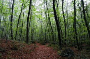 La_Fageda_d'en_Jordà