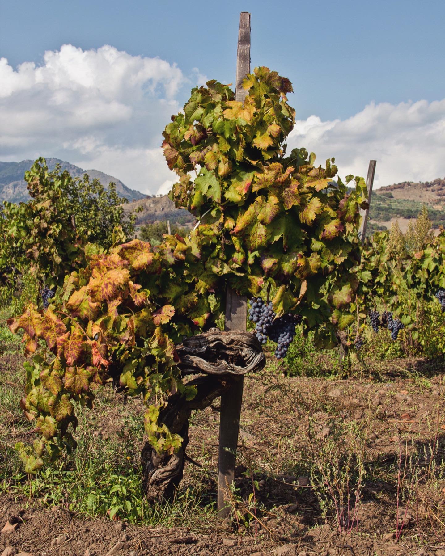 Cep vell d'alberello a l'Etna