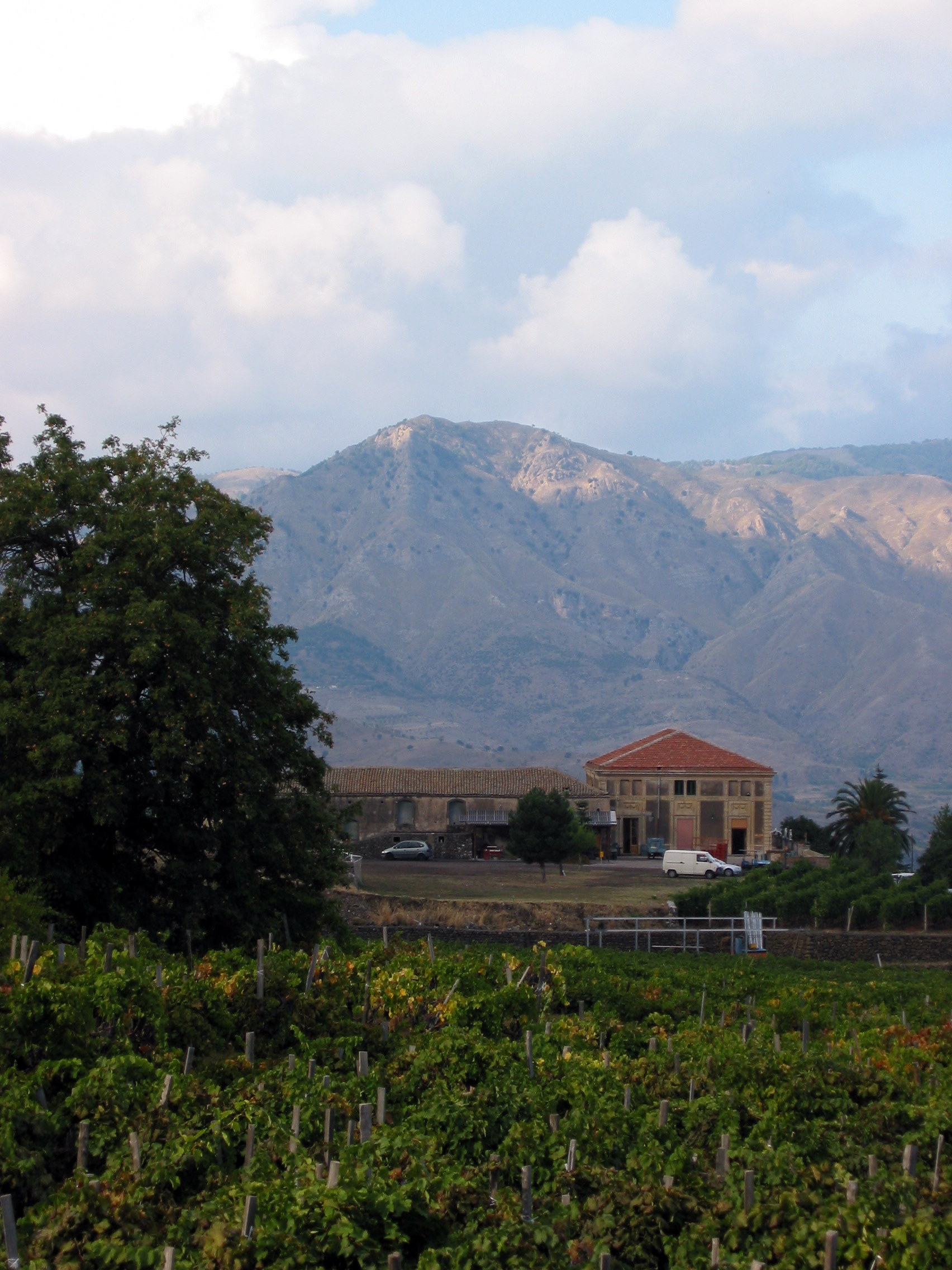 Vinya amb l'Etna al fons