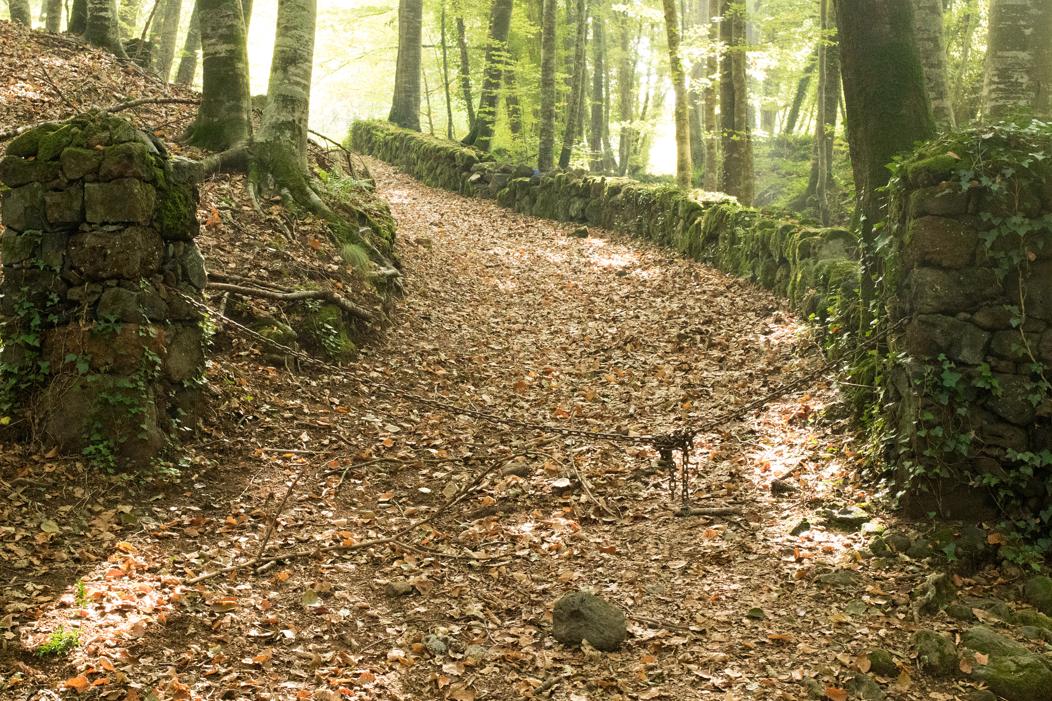 La Fageda d'en Jordà