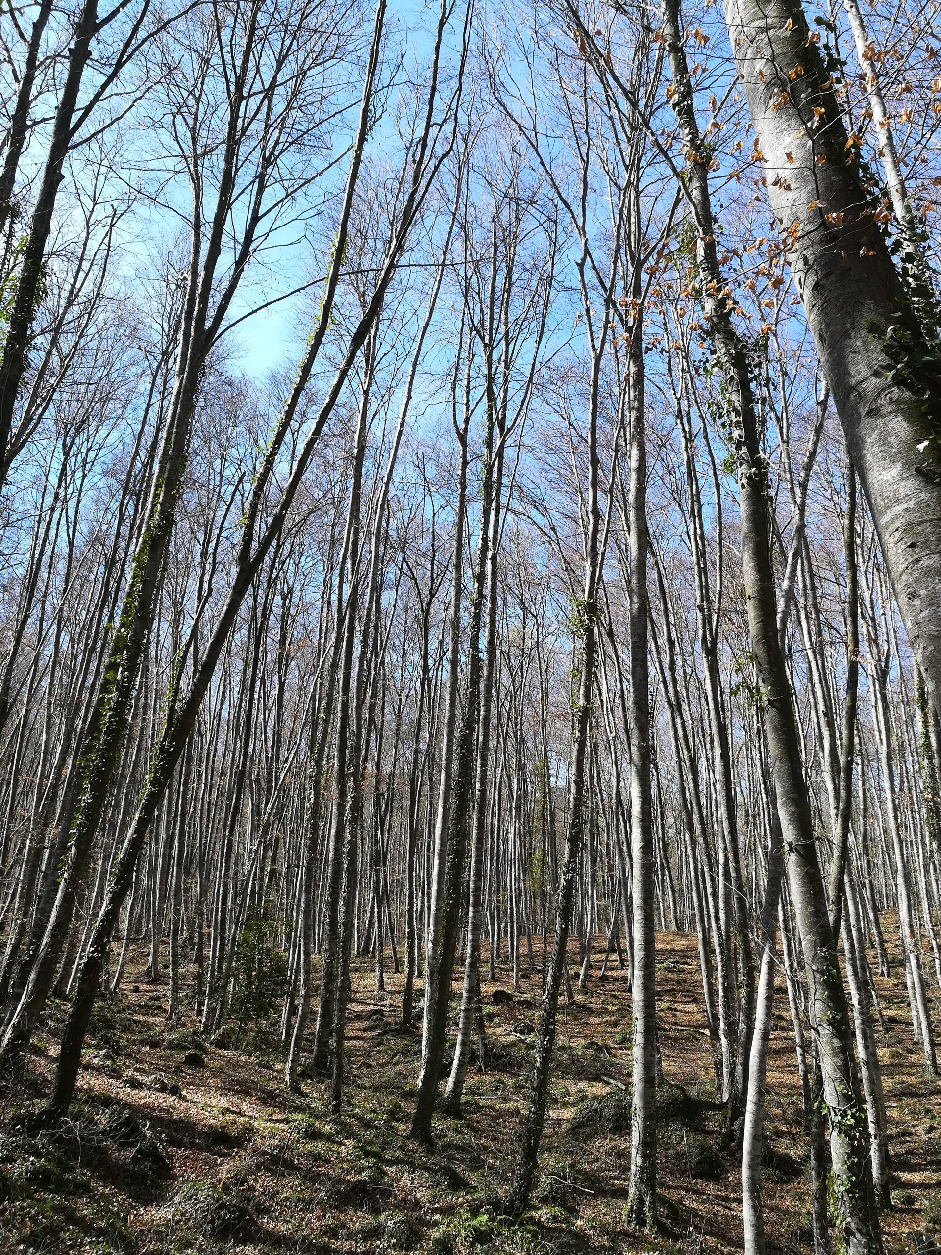 Fageda d'en Jorda, bosc de fajos