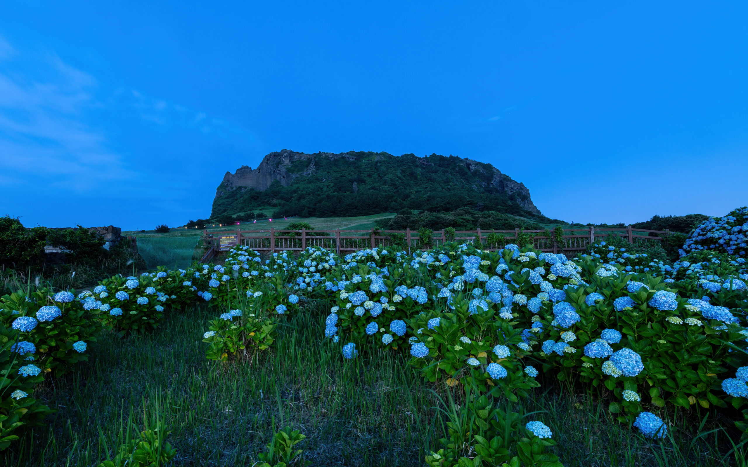 Fer fotos de volcans: els 7 millors moments per a la fotografia volcànica - Hydrangea macrophylla in front of Seongsan Ilchulbong volcano at blue hour in Je